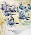 wildlife