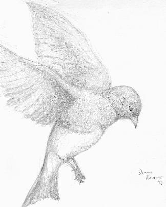 bluebird pencil sketch