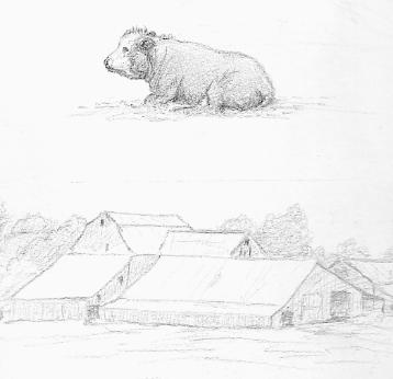 pencil sketch