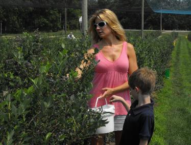 picking blueberries at Parks
