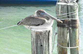 Brown pelican, John's Pass