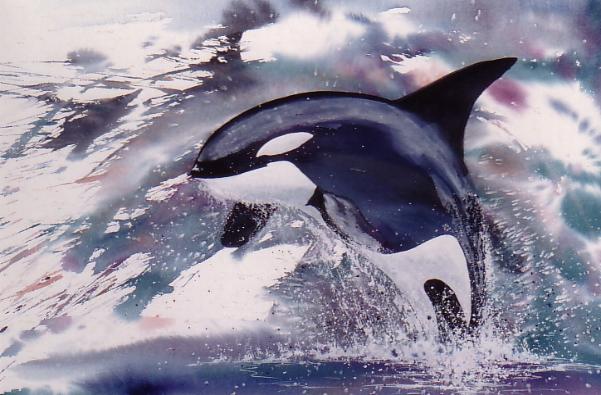 orca whale painting
