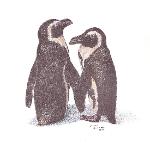 Portly Penguins