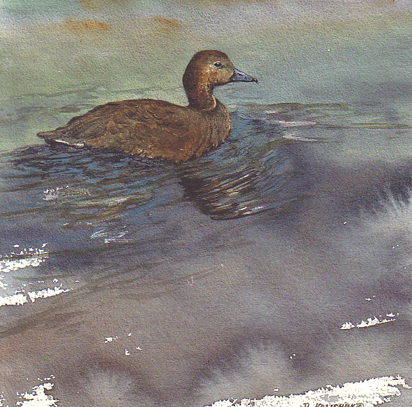 bluebill duck