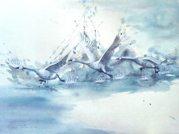 original watercolour on paper by Dennis Kalichuk Tundra Swan