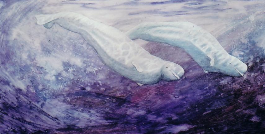 the white whale from the north