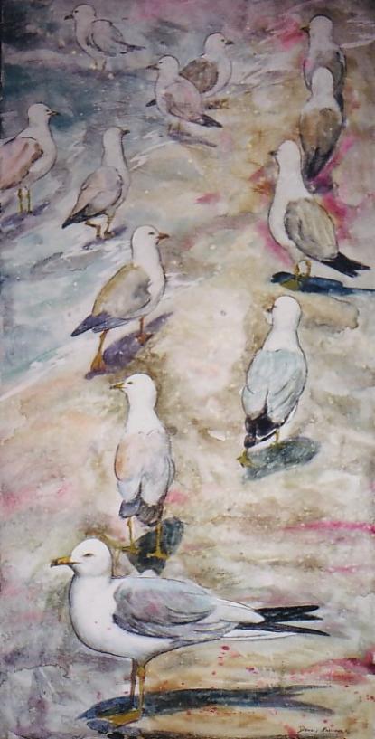 Port Stanley gulls