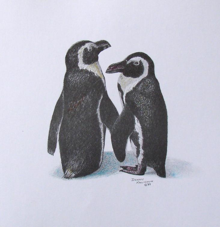 Hand coloured penguin sketch print by Dennis Kalichuk